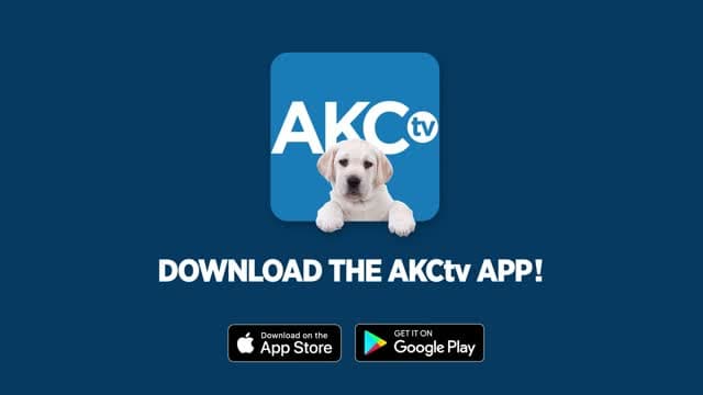 AKC TV