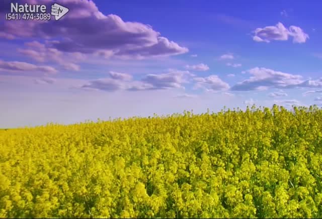 Better Life Nature Channel