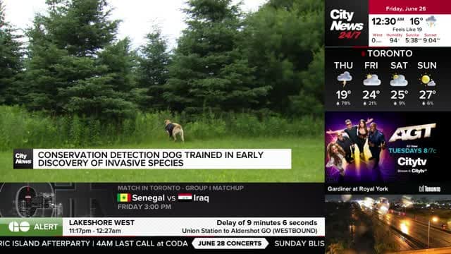 CityNews Toronto