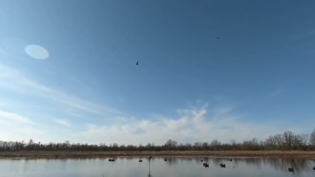 Duck Hunting TV