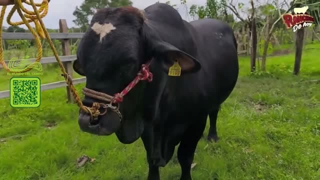 El Mundo del Campo