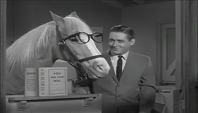 TVS Pet Parade Network
